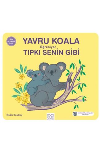 Yavru Koala Öğreniyor Tıpkı Senin Gibi